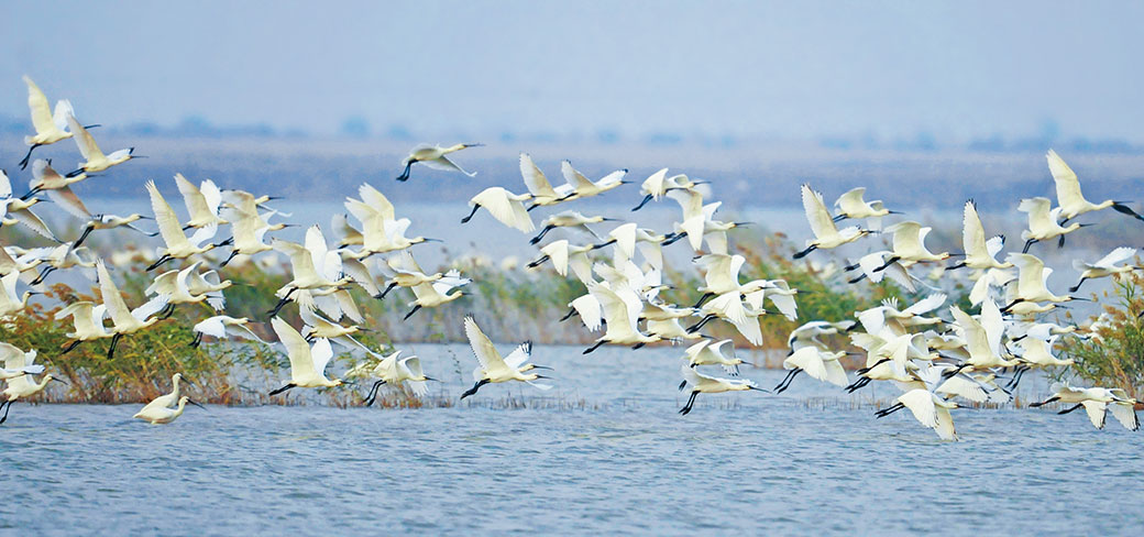 Le nombre d’espèces aviaires dans le delta du fleuve Jaune s’élève à 373. LIU YUELIANG / FOR CHINA DAILY