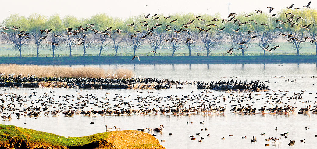 Des oiseaux migrateurs venus du nord-est de la Chine et de Sibérie