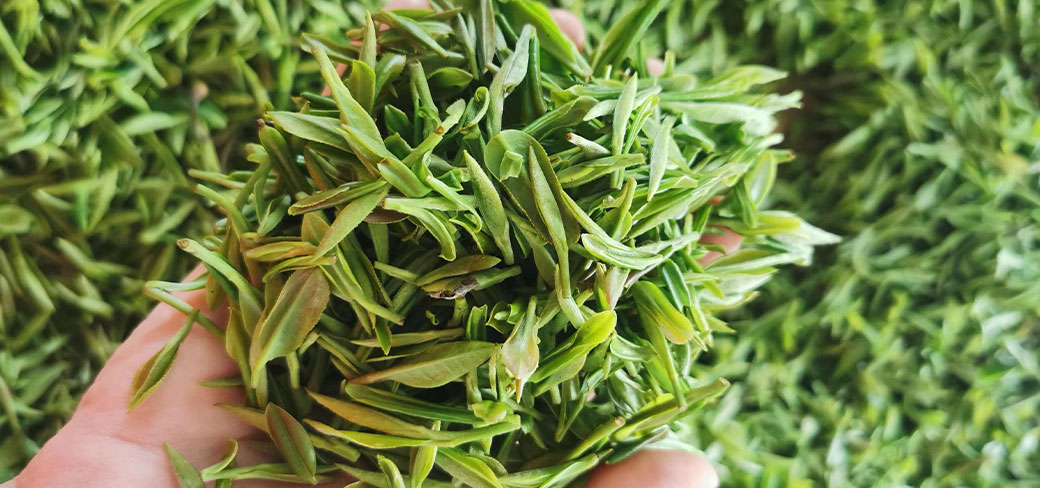 Le Biluochun est fait à partir de pousses de thé tendres.