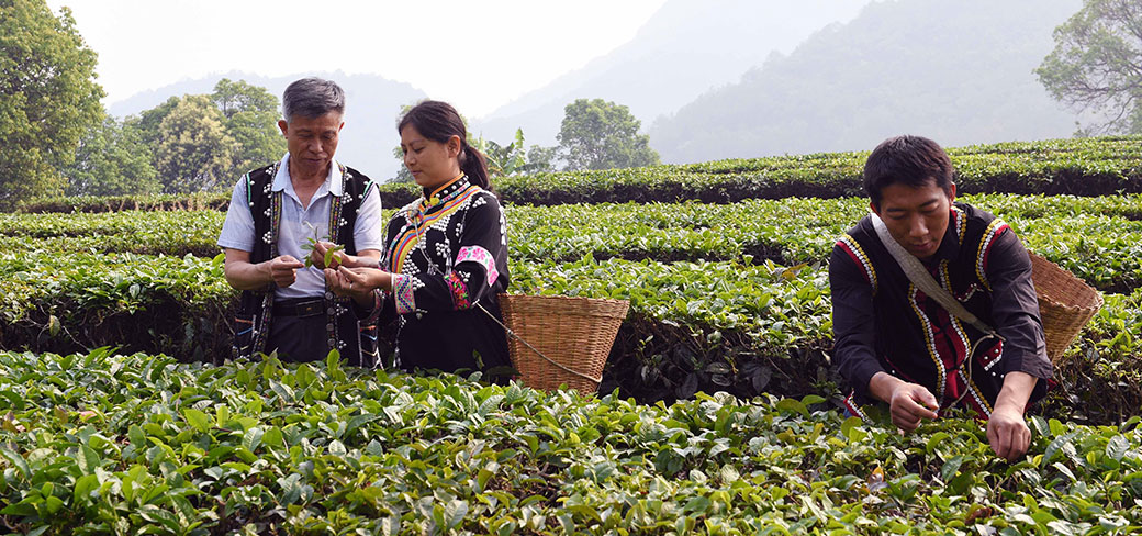 Des récoltants dans la province du Yunnan ramassant des feuilles de thé