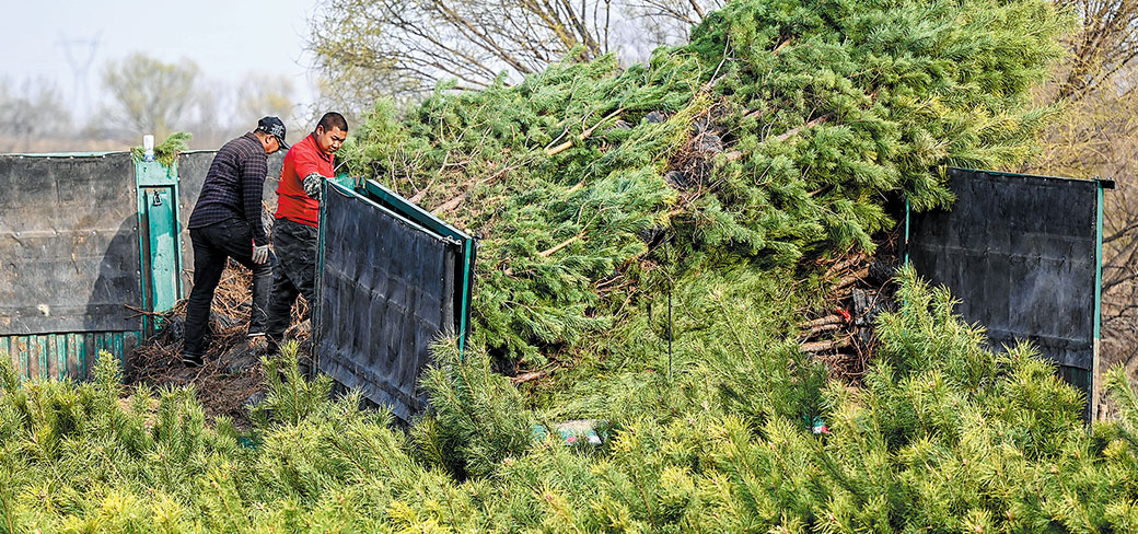 Des ouvriers transportant de jeunes arbres vers les terres sableuse de Horqin en avril. LIAN ZHEN / XINHUA