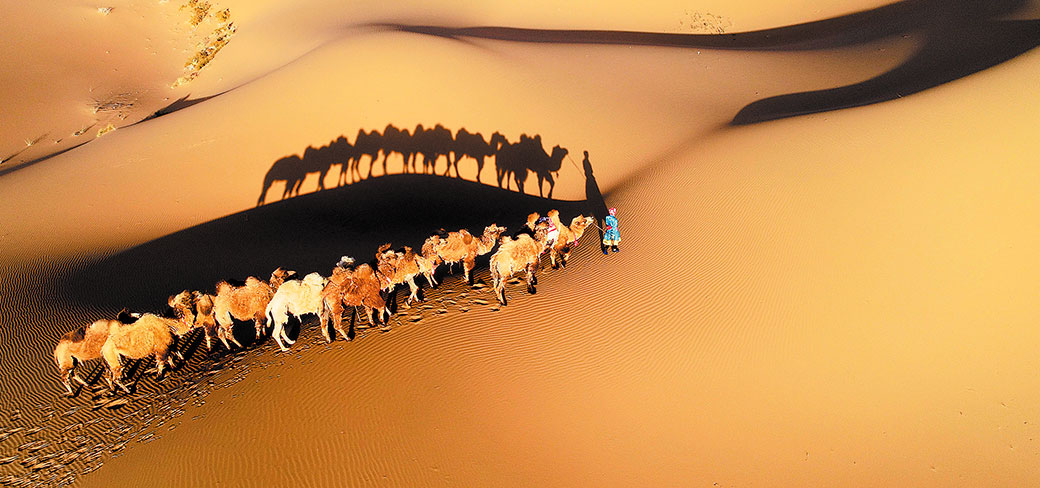 Un gardien de troupeaux guidant sa caravane de chameaux dans le désert. WANG ZHENG / FOR CHINA DAILY