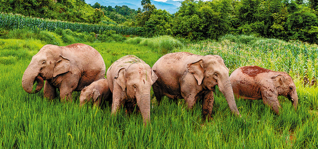 Un groupe d’éléphants asiatiques cherchant de la nourriture dans une rizière du district autonome Hani et Yi de Jiangcheng, à Pu’er, dans la province du Yunnan. CHEN XINBO / XINHUA