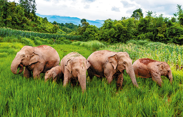 Une aide à la cohabitation des humains et des éléphants