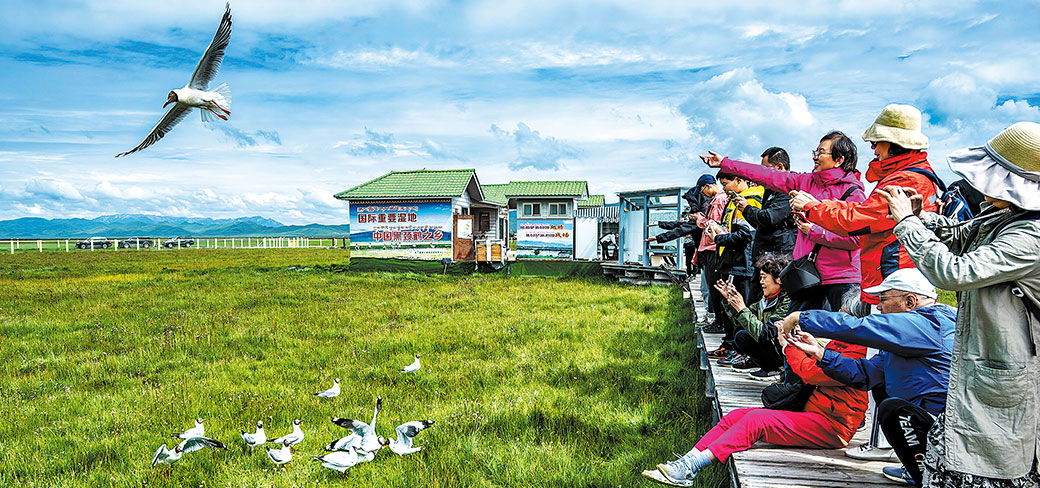 Des touristes photographiant des oiseaux et leur donnant à manger dans la zone pittoresque de Zoige en juillet de l’an dernier. PROVIDED TO CHINA DAILY