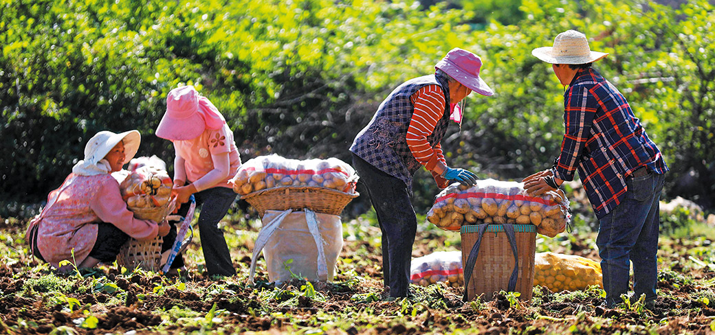 Transport de pommes de terre à maturation précoce dans le comté de Qianxi, dans la province du Guizhou. ZHOU XUNCHAO / FOR CHINA DAILY