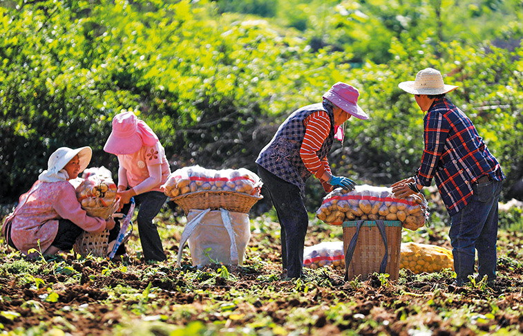 Un Européen au secours des pommes de terre chinoises