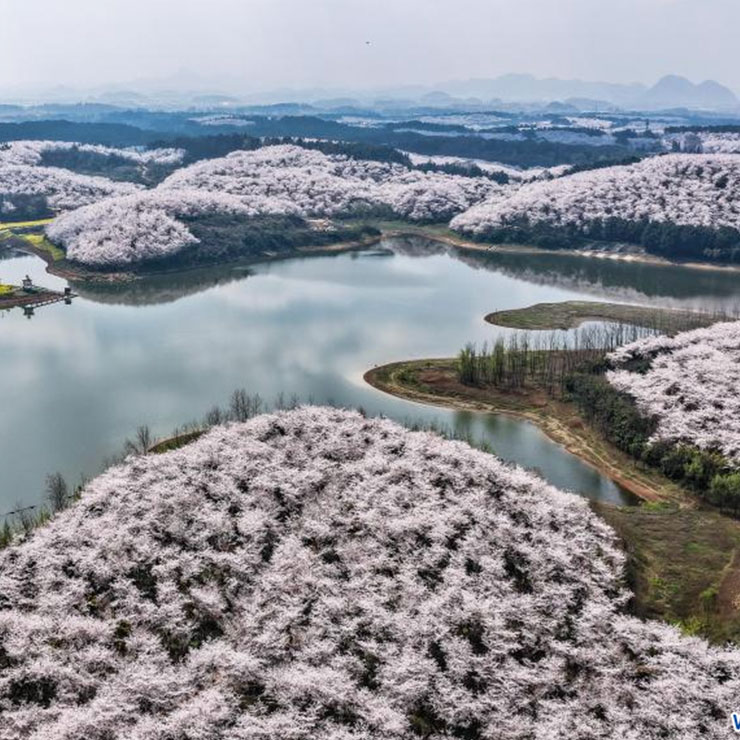 Photo aérienne des cerisiers en fleurs dans la nouvelle zone de Gui'an, dans la province chinoise du Guizhou (sud-ouest), le 11 mars 2026. (Photo : Tao Liang)