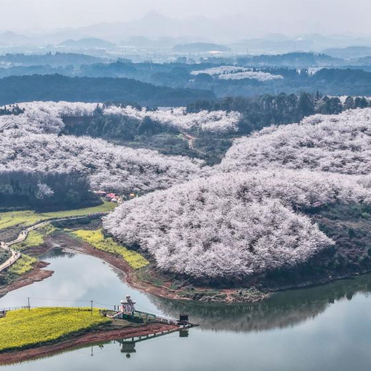Photo aérienne des cerisiers en fleurs dans la nouvelle zone de Gui'an, dans la province chinoise du Guizhou (sud-ouest), le 11 mars 2026. (Photo : Tao Liang)