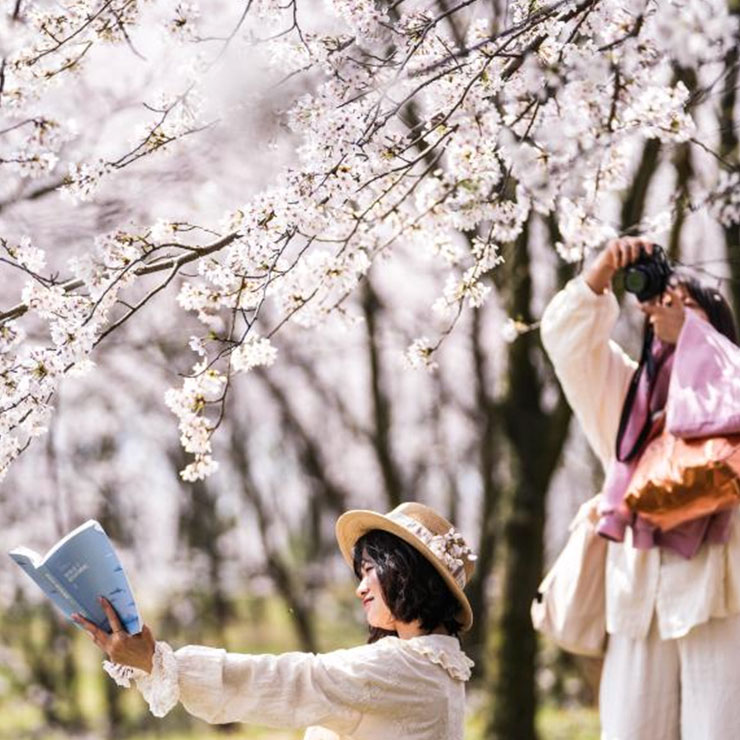 Une touriste pose pour des photos au milieu des cerisiers en fleurs dans un verger de cerisiers dans la nouvelle zone de Gui'an, dans la province chinoise du Guizhou (sud-ouest), le 11 mars 2026. (Photo : Tao Liang)