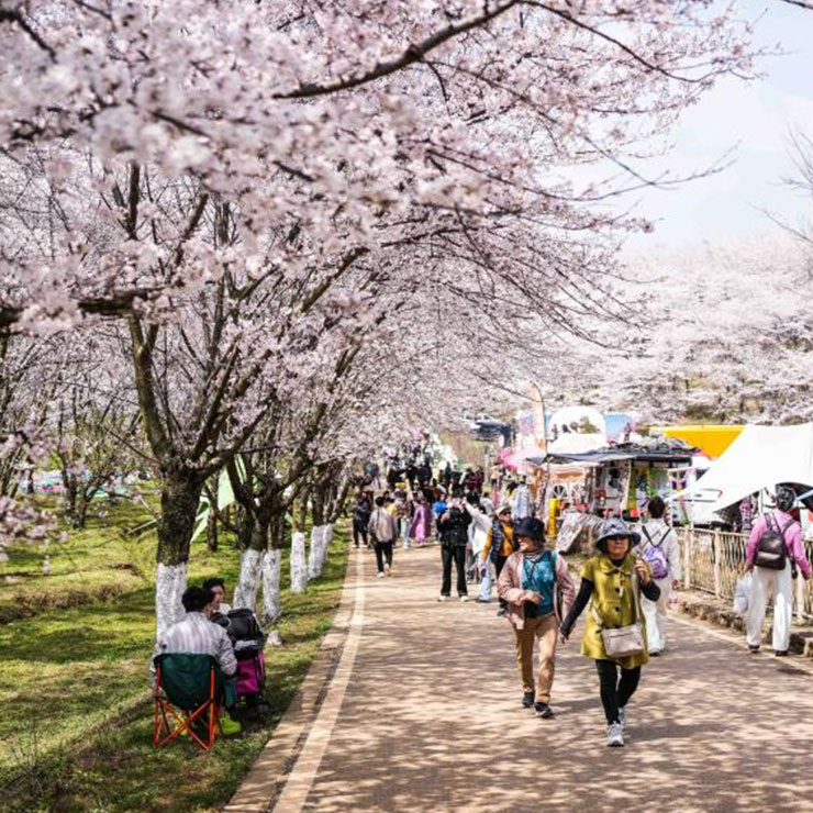 Des touristes visitent un verger de cerisiers dans la nouvelle zone de Gui'an, dans la province chinoise du Guizhou (sud-ouest), le 11 mars 2026. (Photo : Tao Liang)