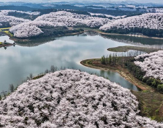 Chine : floraison des cerisiers au Guizhou