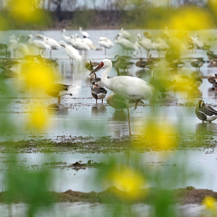 Des grues à cou blanc et autres oiseaux migrateurs dans une réserve de la zone humide à Yugan, district de la ville de Shangrao, de la province chinoise du Jiangxi (est), le 27 février 2026. (Photo : Wan Xiang)