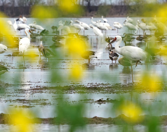De chasseurs à protecteurs, une coexistence harmonieuse entre l'homme et la nature au bord du plus grand lac d'eau douce de Chine