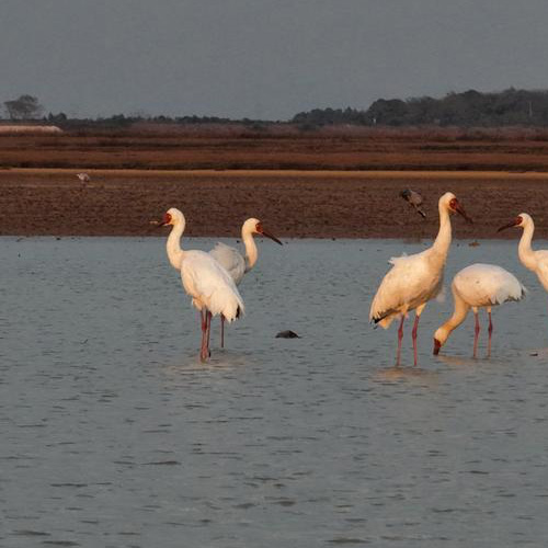 Des grues de Sibérie dans la zone humide du lac Poyang, dans la province chinoise du Jiangxi (est), le 18 novembre 2025. (Photo : Yu Qiwen)