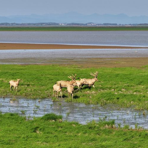 Des cerfs du père David dans la zone humide du lac Poyang, dans la province chinoise du Jiangxi (est), le 26 mars 2024. (Photo : Yu Qiwen)