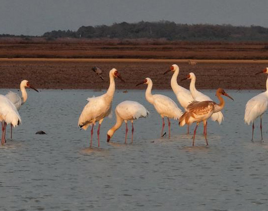Des grues de Sibérie dans la zone humide du lac Poyang